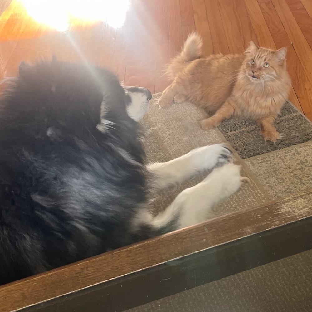 My helpers !!!
